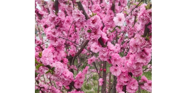 兴渭大道樱花开放了