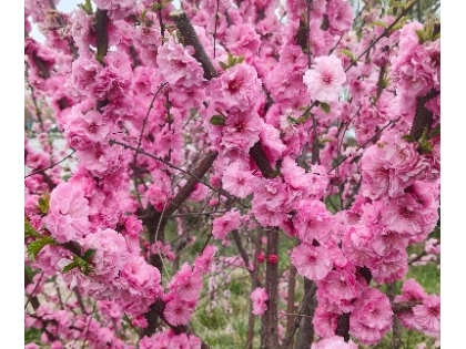 兴渭大道樱花开放了