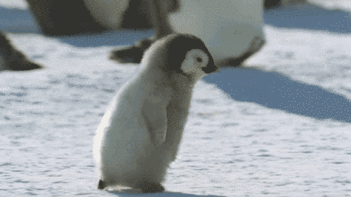 微信图片_20180102093529.gif
